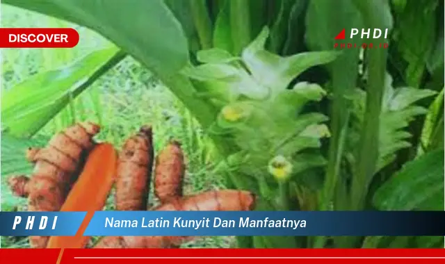 nama latin kunyit dan manfaatnya