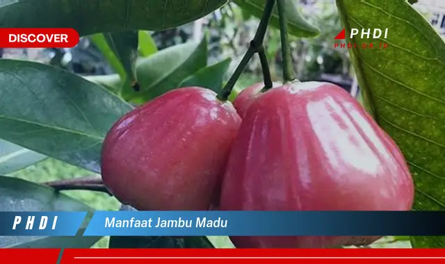 manfaat jambu madu