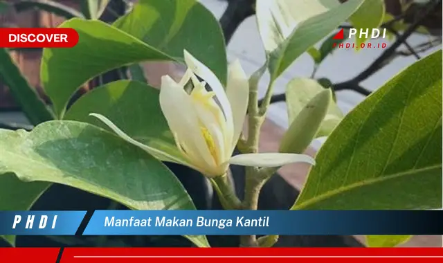 manfaat makan bunga kantil