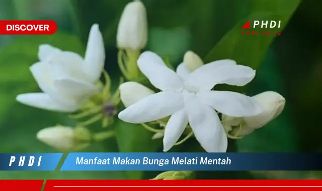 manfaat makan bunga melati mentah