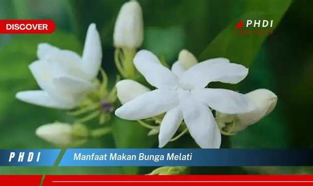 Temukan 7 Manfaat Makan Bunga Melati yang Wajib Kamu Intip