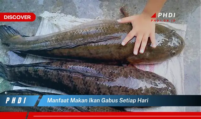 manfaat makan ikan gabus setiap hari