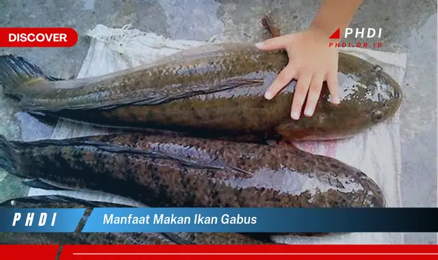 manfaat makan ikan gabus