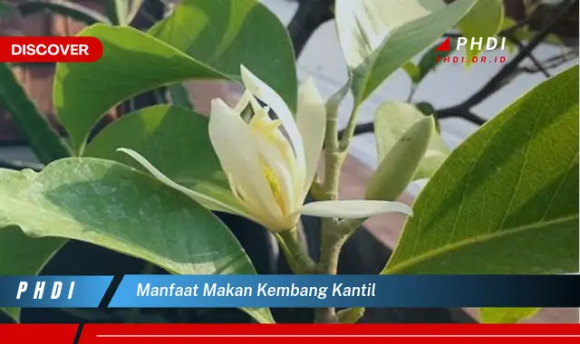 manfaat makan kembang kantil