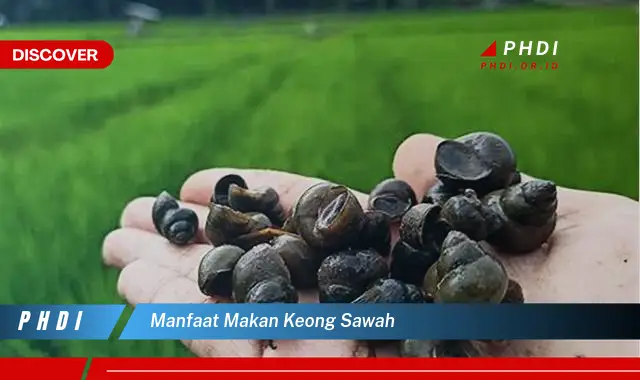 manfaat makan keong sawah