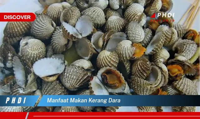 manfaat makan kerang dara