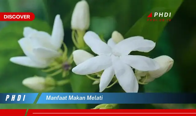 manfaat makan melati