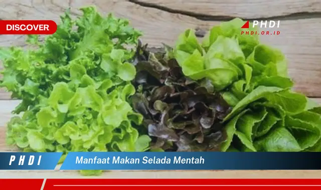 manfaat makan selada mentah