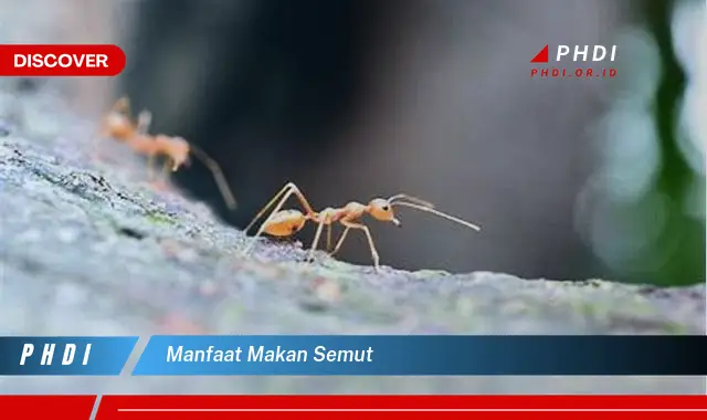 manfaat makan semut