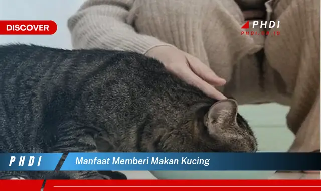 manfaat memberi makan kucing