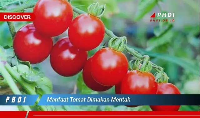 manfaat tomat dimakan mentah