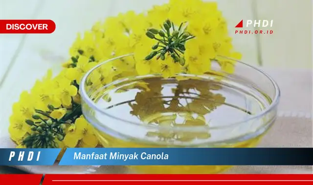 manfaat minyak canola