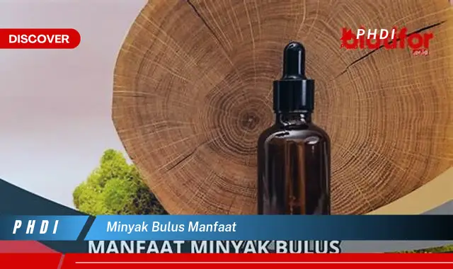 minyak bulus manfaat