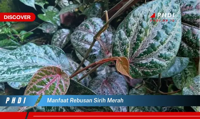 manfaat rebusan sirih merah