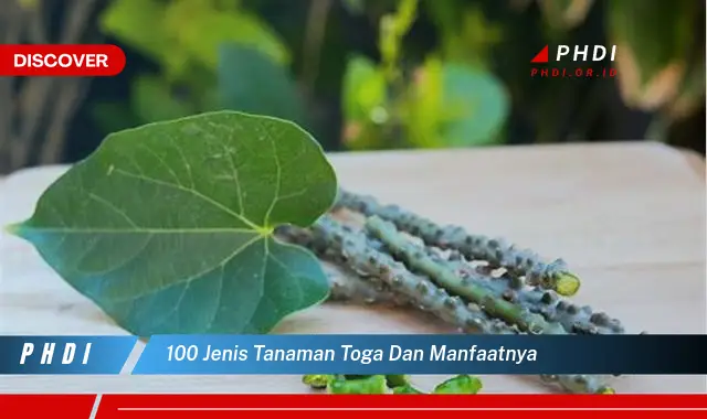 100 jenis tanaman toga dan manfaatnya