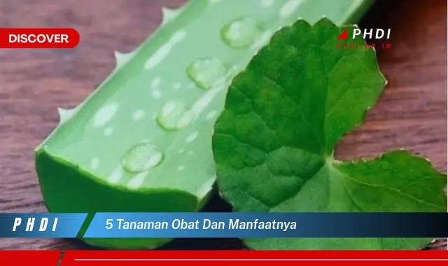 5 tanaman obat dan manfaatnya