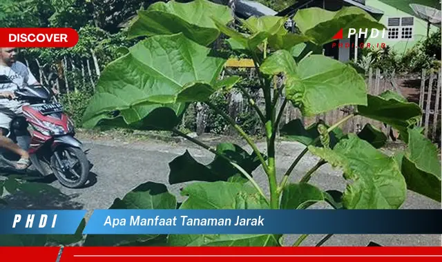 apa manfaat tanaman jarak