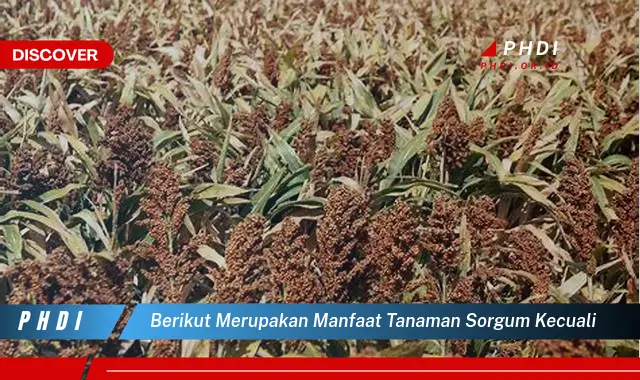 berikut merupakan manfaat tanaman sorgum kecuali