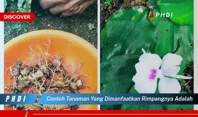 contoh tanaman yang dimanfaatkan rimpangnya adalah