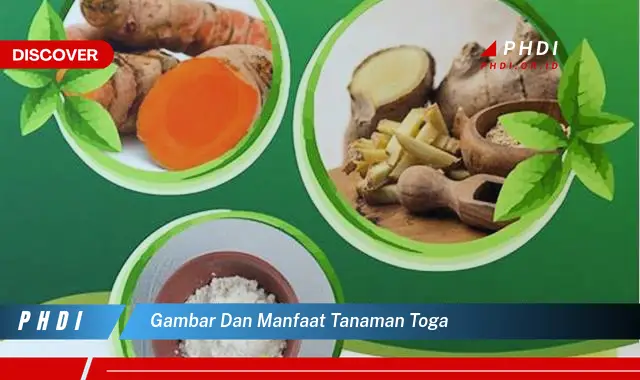 gambar dan manfaat tanaman toga