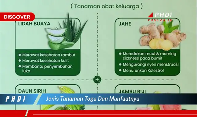 jenis tanaman toga dan manfaatnya