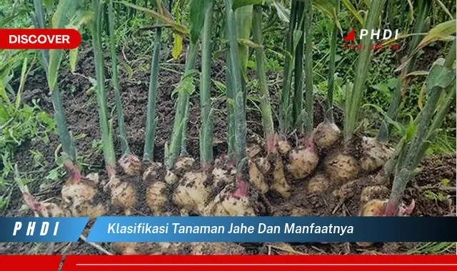 klasifikasi tanaman jahe dan manfaatnya