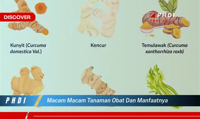 macam macam tanaman obat dan manfaatnya