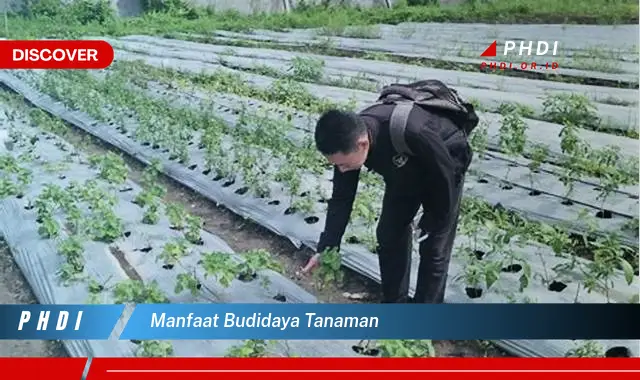 manfaat budidaya tanaman