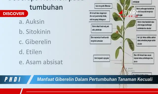 manfaat giberelin dalam pertumbuhan tanaman kecuali