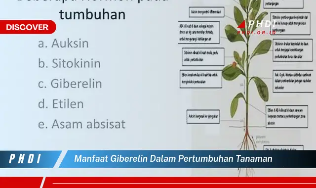 manfaat giberelin dalam pertumbuhan tanaman