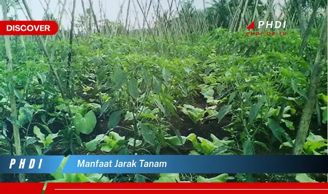 manfaat jarak tanam