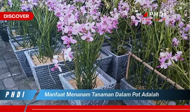 manfaat menanam tanaman dalam pot adalah