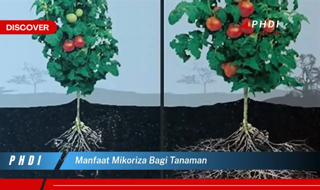 manfaat mikoriza bagi tanaman