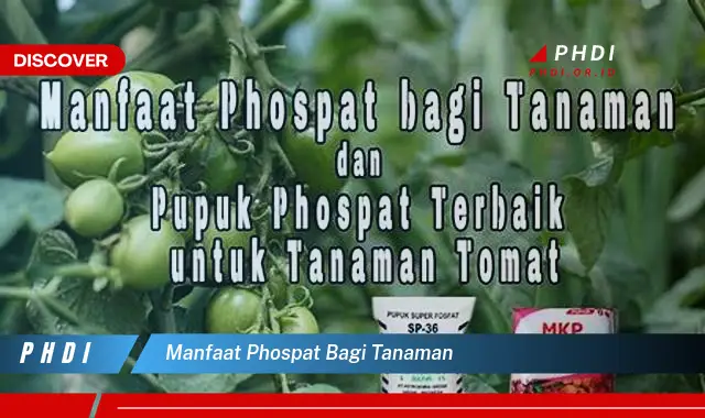 manfaat phospat bagi tanaman