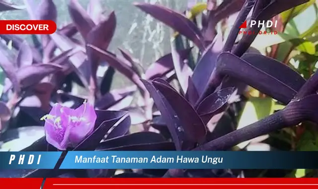 manfaat tanaman adam hawa ungu