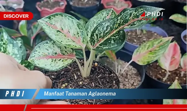 manfaat tanaman aglaonema