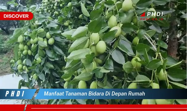 manfaat tanaman bidara di depan rumah