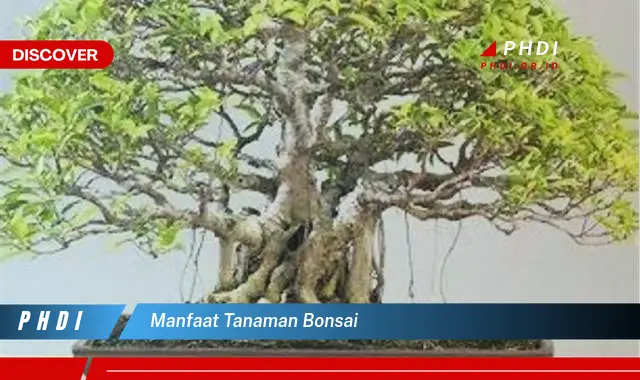 manfaat tanaman bonsai