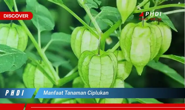 manfaat tanaman ciplukan