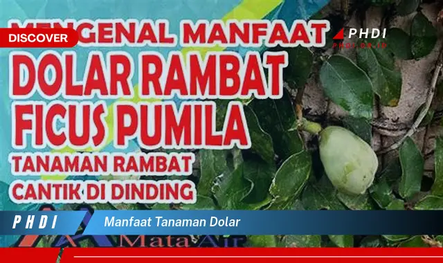 manfaat tanaman dolar