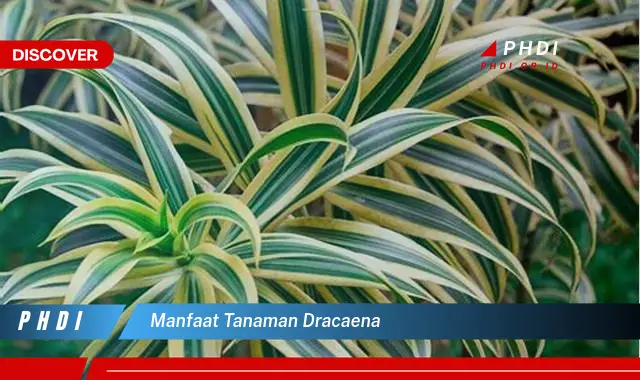 manfaat tanaman dracaena