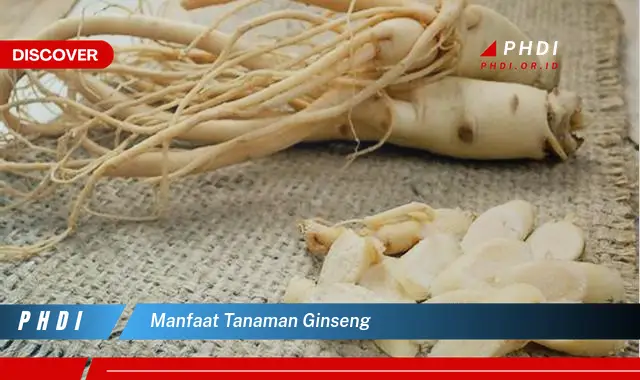 manfaat tanaman ginseng