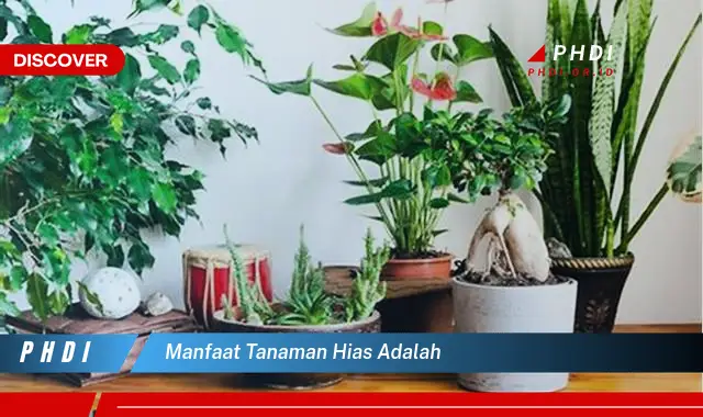 manfaat tanaman hias adalah