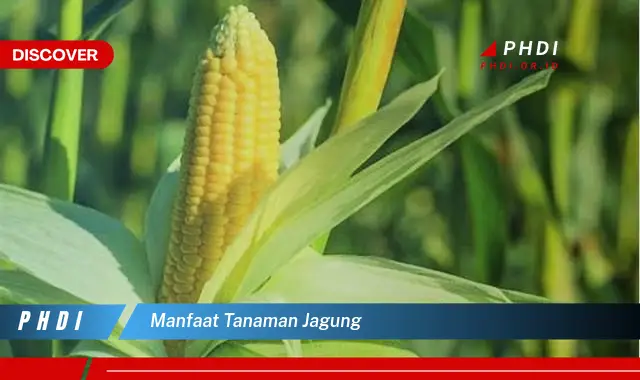 manfaat tanaman jagung