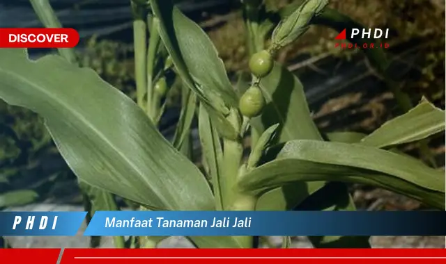 manfaat tanaman jali jali