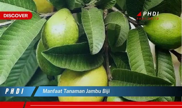 manfaat tanaman jambu biji