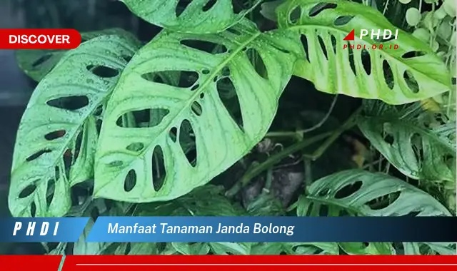 manfaat tanaman janda bolong