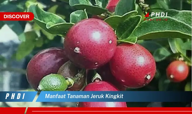 Ketahui Manfaat Tanaman Jeruk Kingkit yang Jarang Diketahui