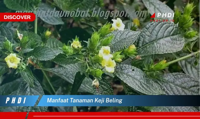 manfaat tanaman keji beling