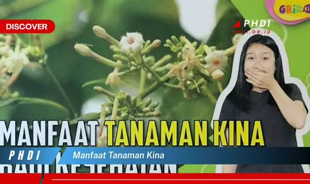 manfaat tanaman kina